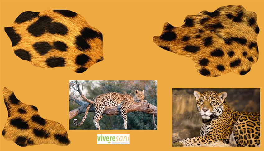 La premura di mamma leopardo La premura di mamma leopardo